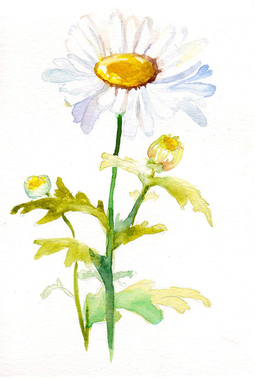 Daisy โ April Birth Flower Art Print