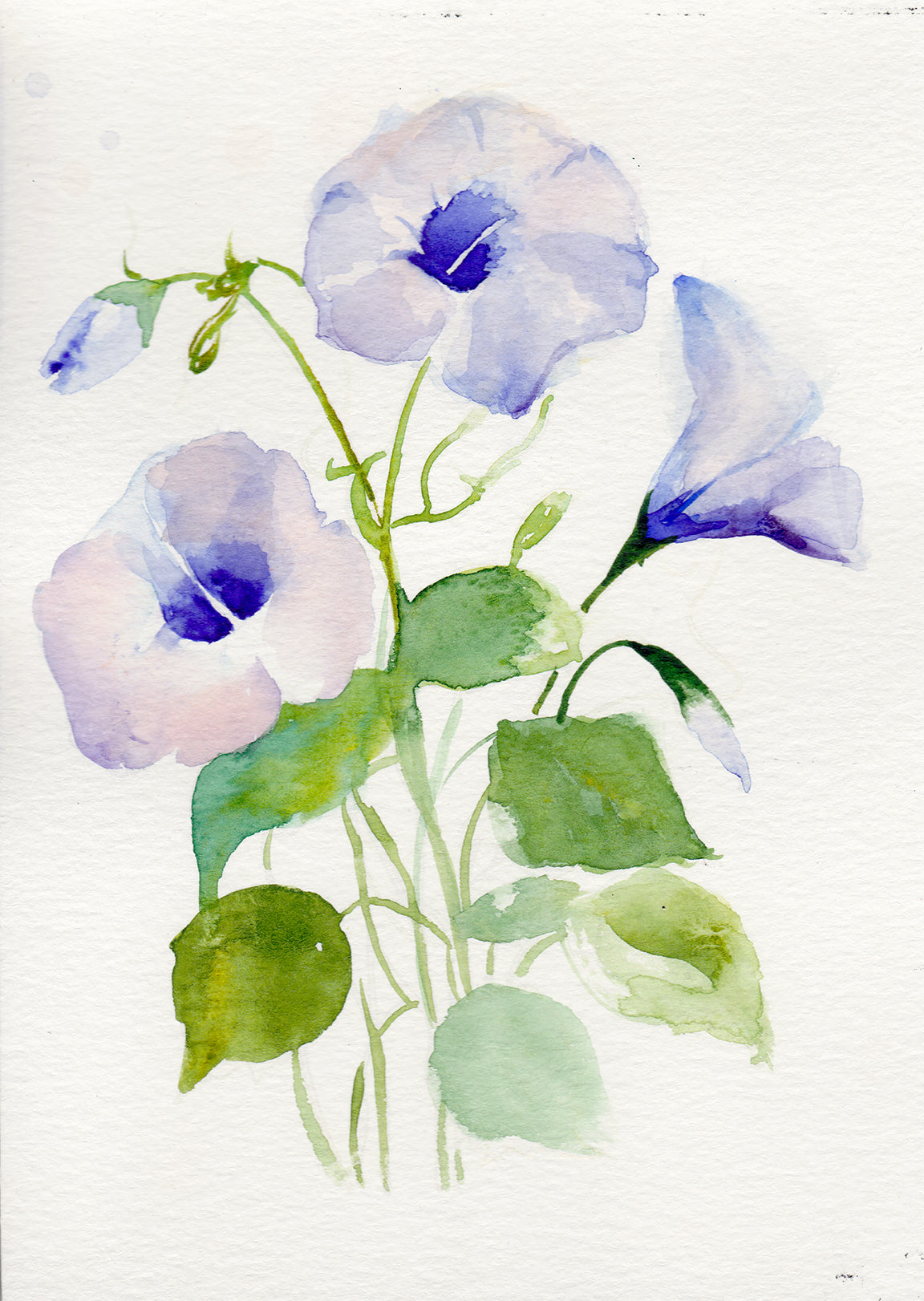 Morning Glory โ September Birth Flower Art Print
