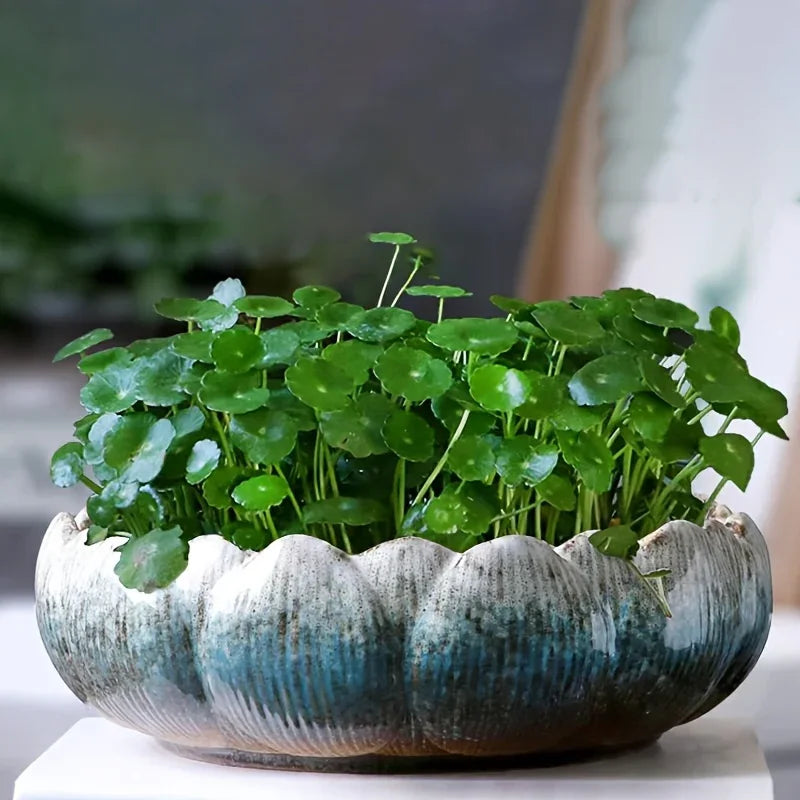 1pc Casual Style Ceramic Flower Pot, Round Tabletop Hydroponic Planter, for Bulbs, Succulents, and Lotus, Indoor and Outdoor Decorative Pot with No Drainage Hole