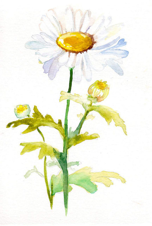 Daisy – April Birth Flower Art Print