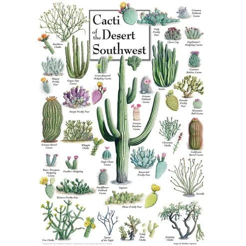 Cacti of the Desert Southwest 1000 Piece Jigsaw Puzzle | Masterpieces